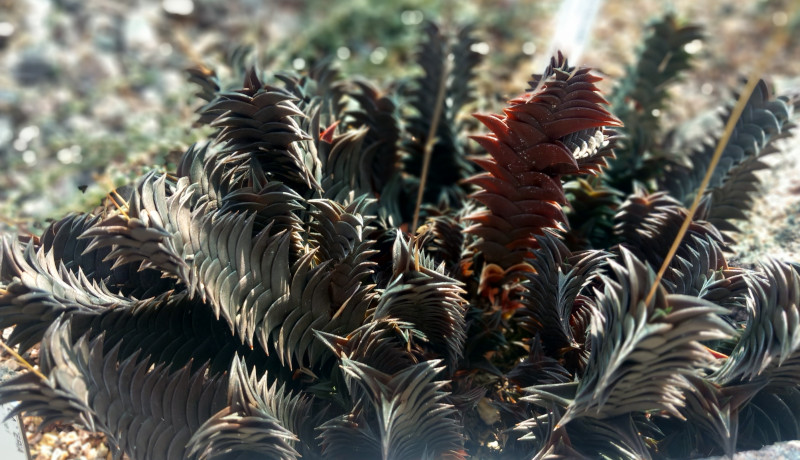 Sukkulenten Sammlung Sale Thumbnail